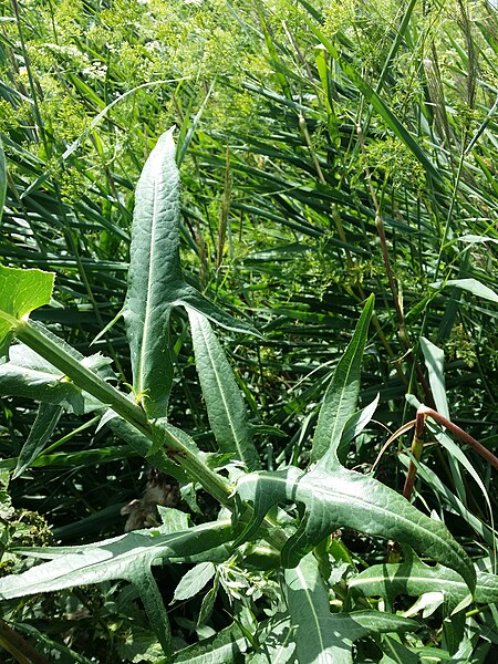 File:Sonchus palustris sl91.jpg