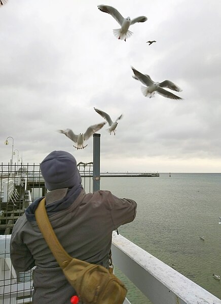 File:Sopot pier 8.jpg