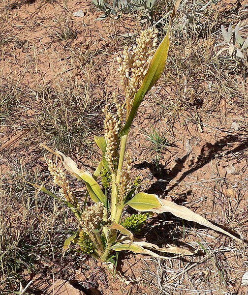 File:Sorghum bicolor ssp bicolor 1.jpg