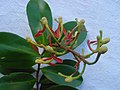 Jeune inflorescence de Souroubea guianensis