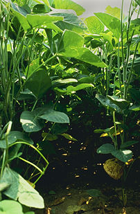 Soybeans grow throughout Asia and North and South America.