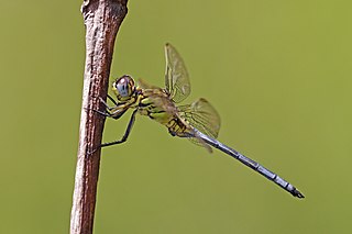 <i>Orthetrum icteromelas</i> Species of dragonfly