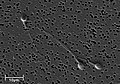 Electron micrograph of human spermatozoa magnified 3140 times.