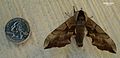 Sphinx moth 03.jpg