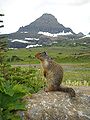 Squirrel Posing at Logan Pass.jpg