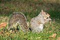 * Nomination Squirrel eating in Central Park --Rhododendrites 00:02, 7 December 2021 (UTC) * Promotion  Support Good quality. --Steindy 00:08, 7 December 2021 (UTC)