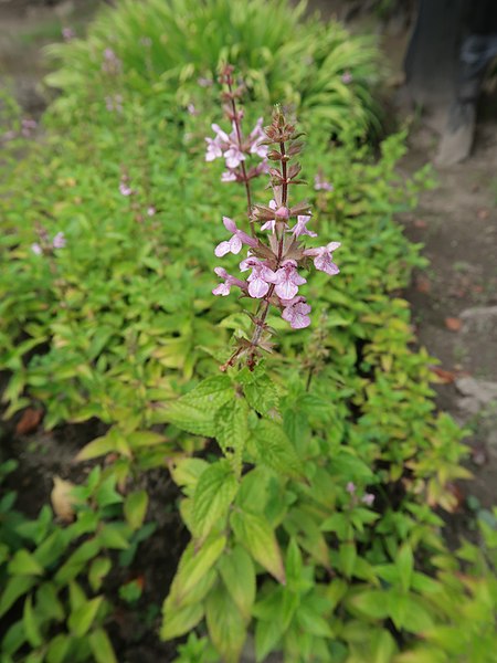 File:Stachys sieboldii 2.JPG