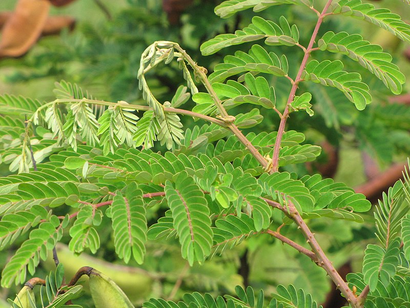 File:Starr-090617-1004-Caesalpinia decapetala-leaves-Kakipi Gulch-Maui (24334737434).jpg