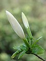 flower buds, subsp. immaculatus