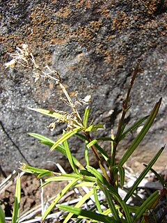 <i>Schiedea haleakalensis</i> Species of flowering plant