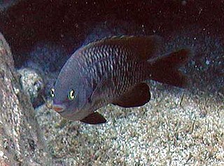 <i>Stegastes marginatus</i> Species of fish