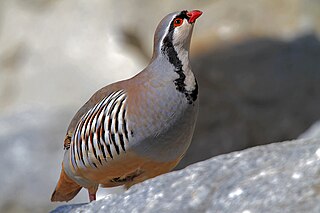 Das Steinhuhn ist eine Vogelar