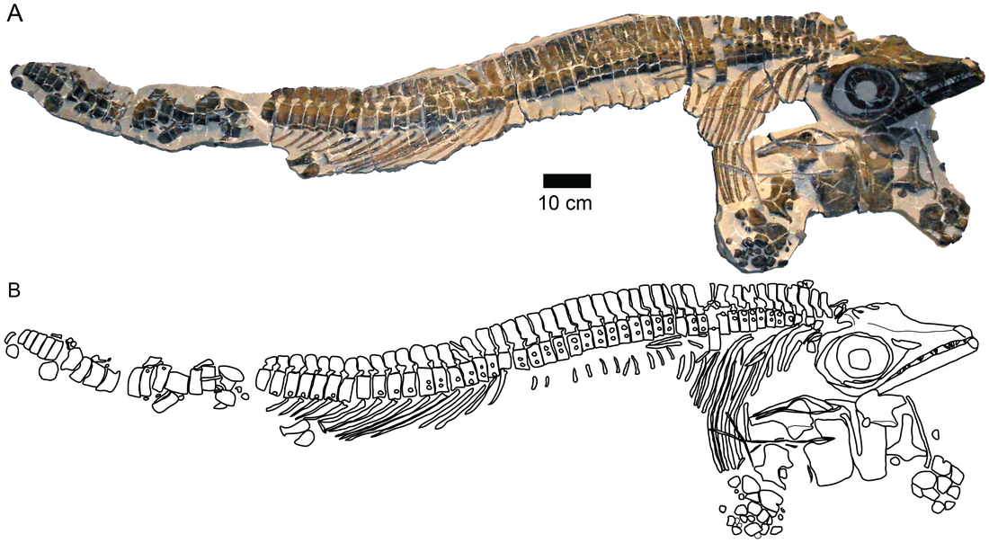 Stenopterygius