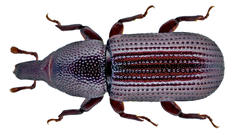 File:Stereocorynes truncorum (Germar, 1824) (15248219760).png