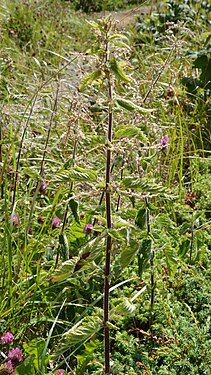 Stinging Nettle (Urtica dioica)