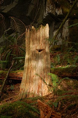 Logged Western redcedar with a springboard notch Storm Bay rainforest 01.jpg