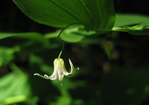 Fukushima pref., Japan