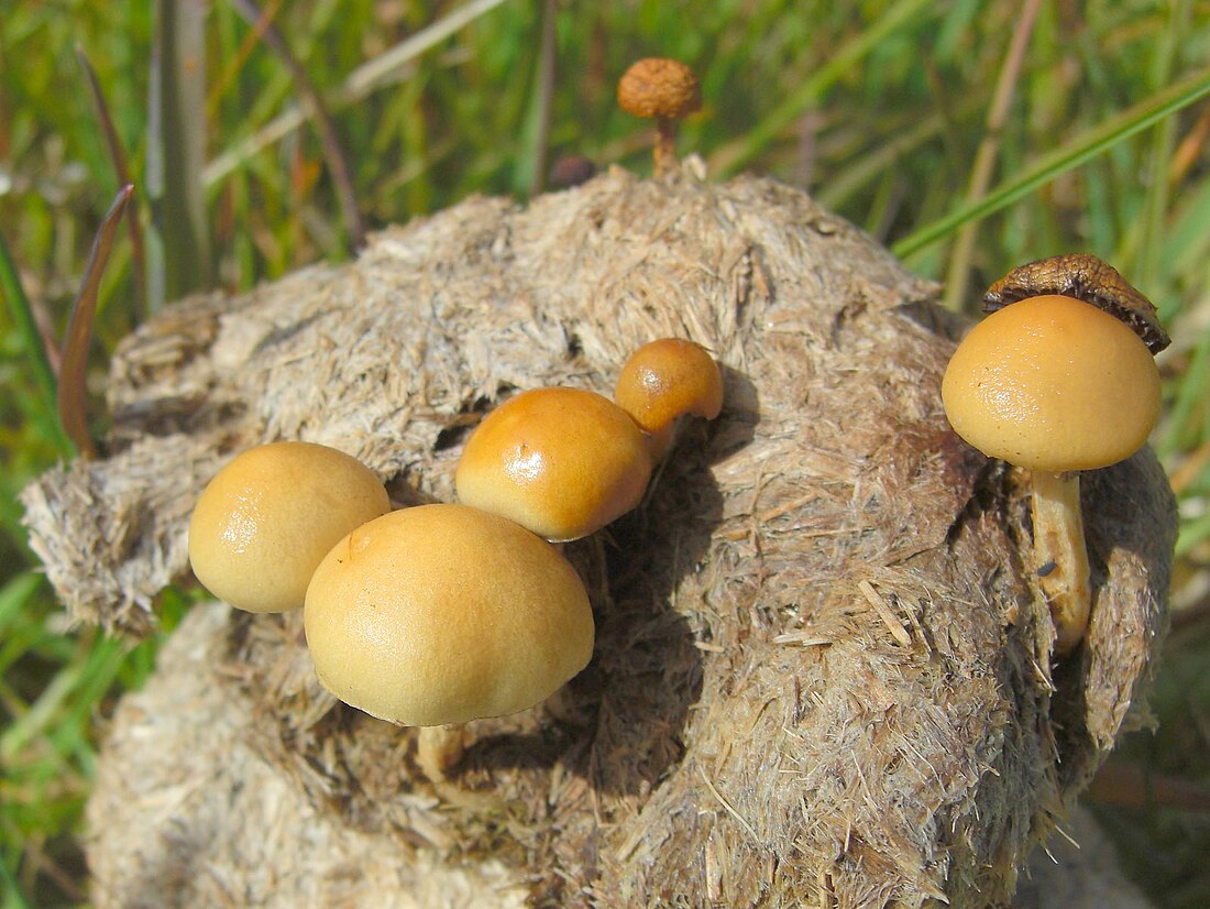 Stropharia semiglobata