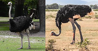 Ostrich Genus of flightless birds