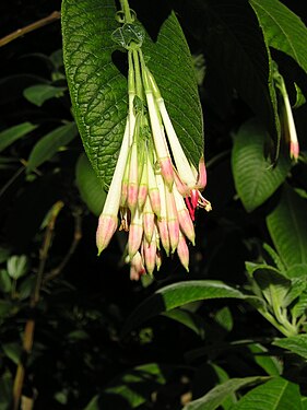 Strybing Arboretum - Flower4.JPG