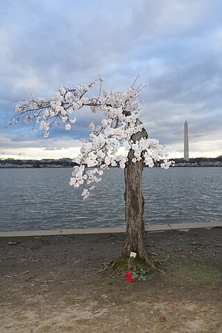 <span class="mw-page-title-main">Stumpy (tree)</span> Cherry tree in Washington, D.C.