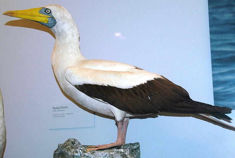 File:Sula dactylatra (masked booby).jpg