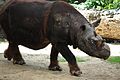 Sumatran Rhino