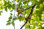 Thumbnail for File:Summer tanager (19836150046).jpg