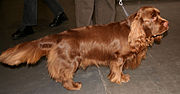 Vorschaubild für Sussex Spaniel