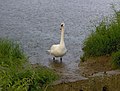 Swan in the rain - geograph.org.uk - 1276662.jpg
