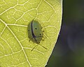 Sweetpotato tortoise beetle (22197035294).jpg