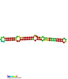 SymE-SymR toxin-antitoxin system