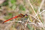 Sympetrum depressiusculum – Männchen