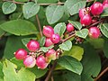 Symphoricarpos × chenaultii 'Hancock', Śnieguliczka Chenaulta 'Hancock', 2019-10-26