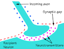 Structural Biochemistry/Volume 4 - Wikibooks, open books for an open world