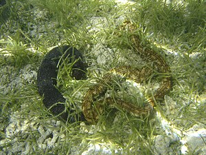 White-spotted sea cucumber (Holothuria leucospilota, left) and spotted worm sea cucumber (Synapta maculata)