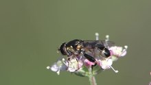 Файл: Syritta pipiens - 2012-10-21.webm