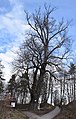 English: Veteran lime tree in Třísov, the Czech Republic. Čeština: Památná lípa v Třísově.