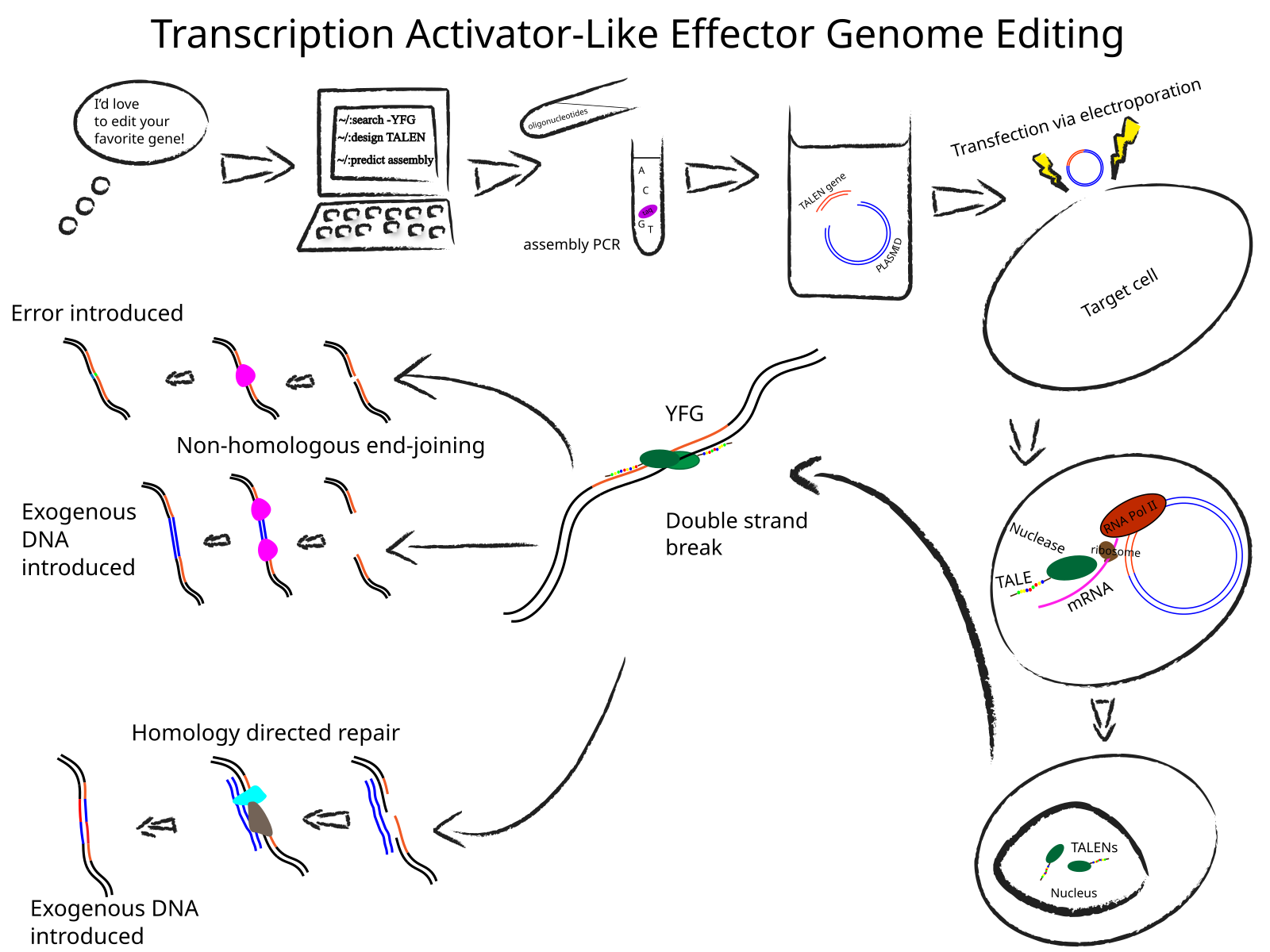 Технология Talen. Talen редактирование генома. Transcription Activator-like Effector nucleases. Talen генетика. Editing errors