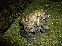 Common Toad (male and female pair) on 2013 migration to Dowdeswell Reservoir TOADS 070313 3.jpg