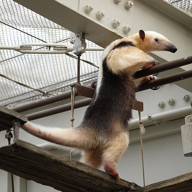 Southern tamandua - Wikipedia