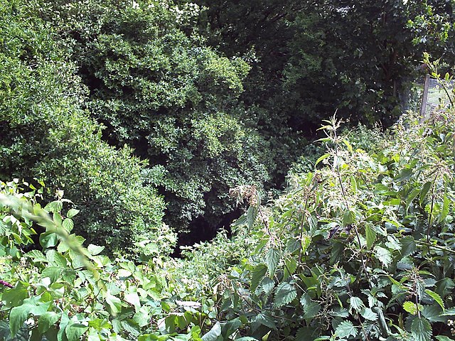 The Willenhall Arm, close to the source, among residential areas near Shepwell Green. The river is disclosed by the tiny area of reflection in the cen