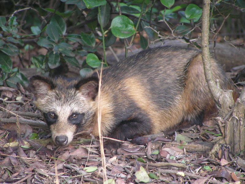 File:Tanuki the `Raccoon Dog`.jpg