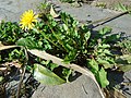 Taraxacum officinale Mexacán común