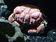 Tasmanian Giant Crab.jpg