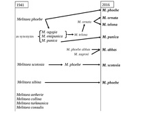 تغییرات طبقه بندی در گروه گونه های گیاه Melitaea phoebe.pdf