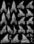 Dents holotypes et paratypes de Cardabiodon venator.