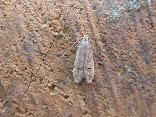 <i>Teleiodes vulgella</i> Species of moth