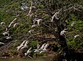 Terek Sandpiper Xenus cinereus & Little Stint Calidris minuta in Krishna Wildlife Sanctuary, Andhra Pradesh, India.