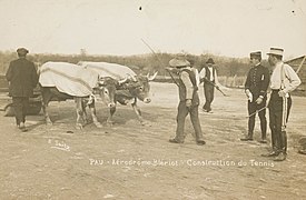 Черно-белая фотография упряжки крупного рогатого скота и нескольких мужчин.